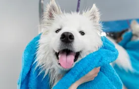 White Spitz Dog In A Blue Towel 1200X800